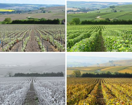 Vignoble aux quatre saisons en Champagne (France)