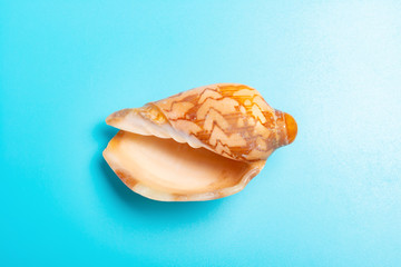 conch shell on a blue background