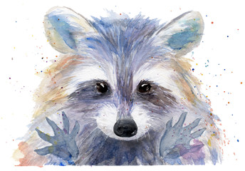 watercolor drawing of an animal - colored raccoon