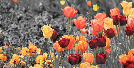 Fototapeta na wymiar schwarz-weißes Bild mit bunten Tulpen