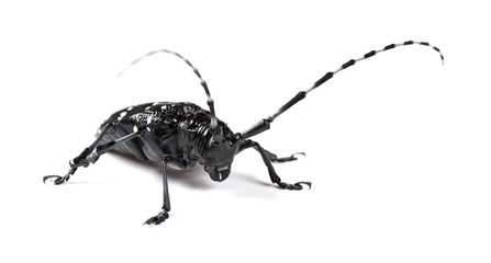 side view longicorn on a white background close up