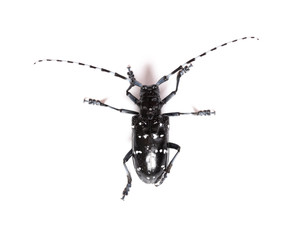 top view longicorn on a white background