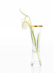 Delicate white flower Snake's Head Fritillary, Fritillaria Meleagris in glass vase with gold rim on a white background