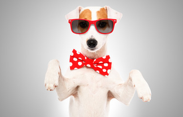 Portrait of funny dog Jack Russell Terrier in a bow tie and sunglasses on gray background