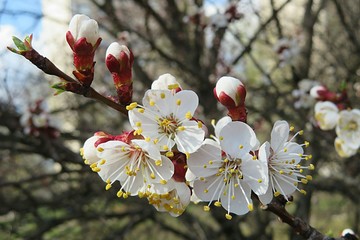 Apricot blooming