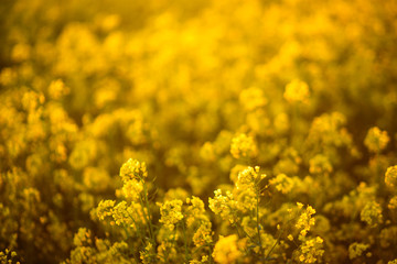 yellow flowers in a rapeseed field during flowering