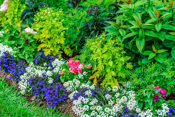 Summer grass and flowers in city park. Blooming flowerbed with various plants. Green, white, blue,...