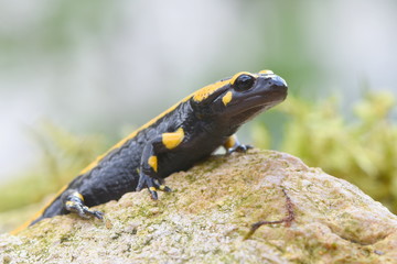 Feuersalamander