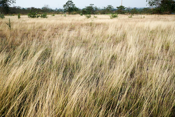 Yellow meadow under the blue sky clouds