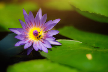 Bees in lotus pink flower.Blooming Water lily ( Nymphaea stellata Willd ) float in tranquil river garden. Copy Space