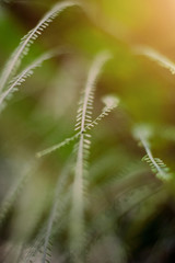 Little grass flowers of dry field in Forest meadow and wild grasses with natural light of sunset