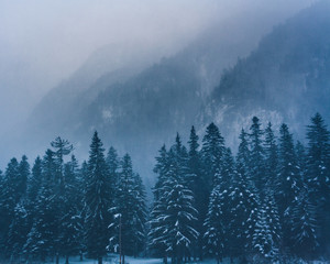 forest in winter