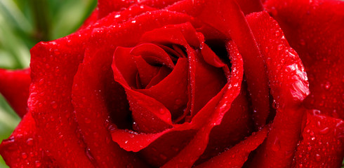 Beautiful red rose closeup.
