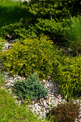 Various evergreen plants in the garden