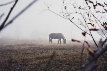 horse in a field