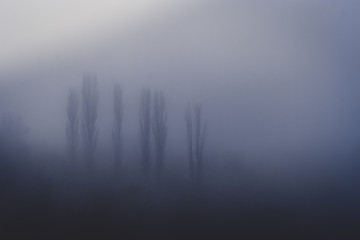 trees disappearing into the fog