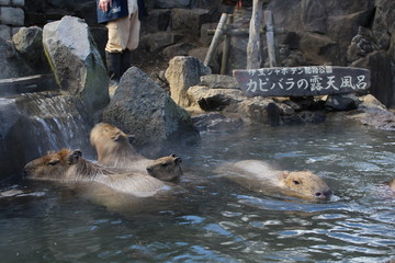 カピバラの温泉
