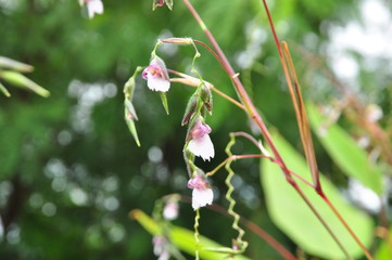 Beautiful flowers and trees in the garden