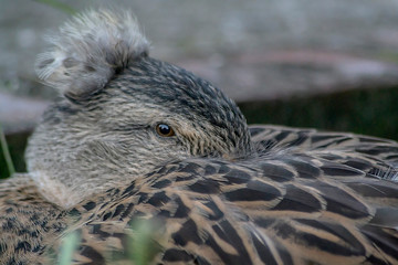  duck with beak under wing