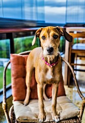 O olhar de uma linda cadela atl&eacute;tica