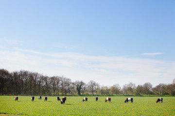 spring meadow with lakenvelder cows in holland