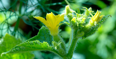 Growing cucumbers in the garden.