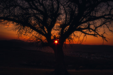 silhouette of a tree at sunset