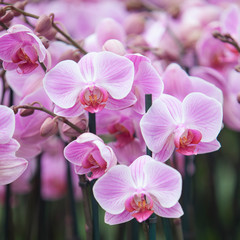 Fototapeta na wymiar dutch greenhouse with mass cultivation of pink orchids in holland
