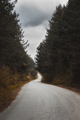 Empty road in the forest.