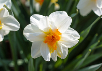 Obraz premium beautiful flowers in nature in the botanical garden