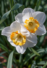 Fototapeta premium beautiful flowers in nature in the botanical garden