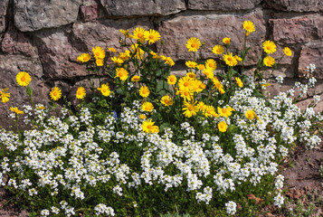 beautiful flowers in nature in the botanical garden