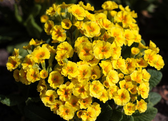 beautiful flowers in nature in the botanical garden