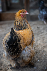 Chicken closeup on the farm.