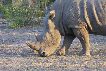 portrait d'un rhinocéros