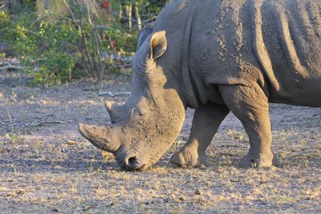 Fototapeta premium portrait d'un rhinocéros