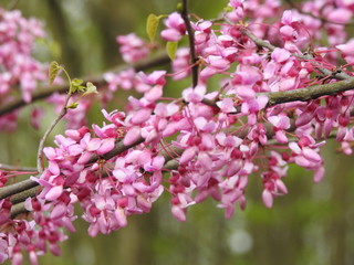 Pink Spring Blossom