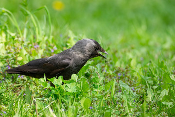 crow on the grass