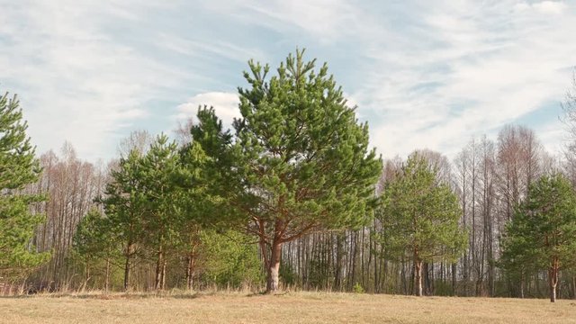 A timelapse of large pine trees shaking in the wind on a sunny day. Visible cloud movement.