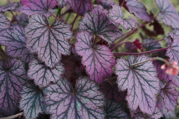 feuilles mauve d'Heuchere (Heuchera), Saxifragaceae