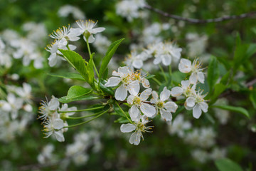 Flowers of the cherry blossoms