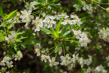 Flowers of the cherry blossoms