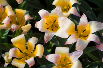 Obraz premium spring flowers in a Dutch garden