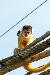 Totenkopfaffe mit Baby blickt in die Kamera