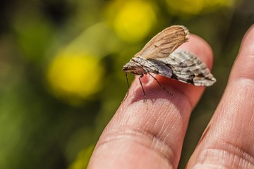 Close up image of little grey and brown insect sitting on a finger is a treble-bar moth of the family Geometridae. Sunny spring day in nature. Blurry green and yellow background. 