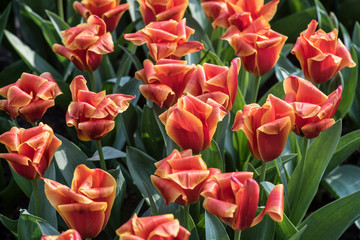 Obraz premium spring flowers in a Dutch garden