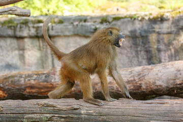 Paviane beim Angriff