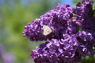 Butterfly Vanessa cardui on lilac flowers. Pollination blooming lilacs.