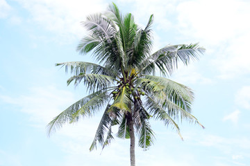 Fototapeta na wymiar tall coconut trees