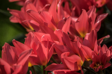 spring flowers in a Dutch garden